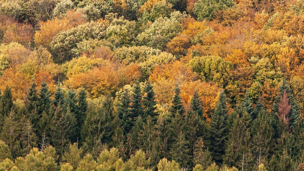 Morvan, pour quelques Douglas de plus